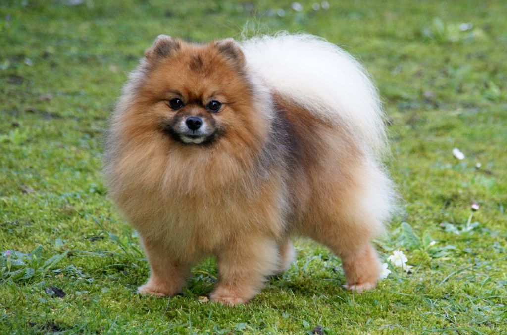 CH. I'm a troublemaker Des Rêves éternels