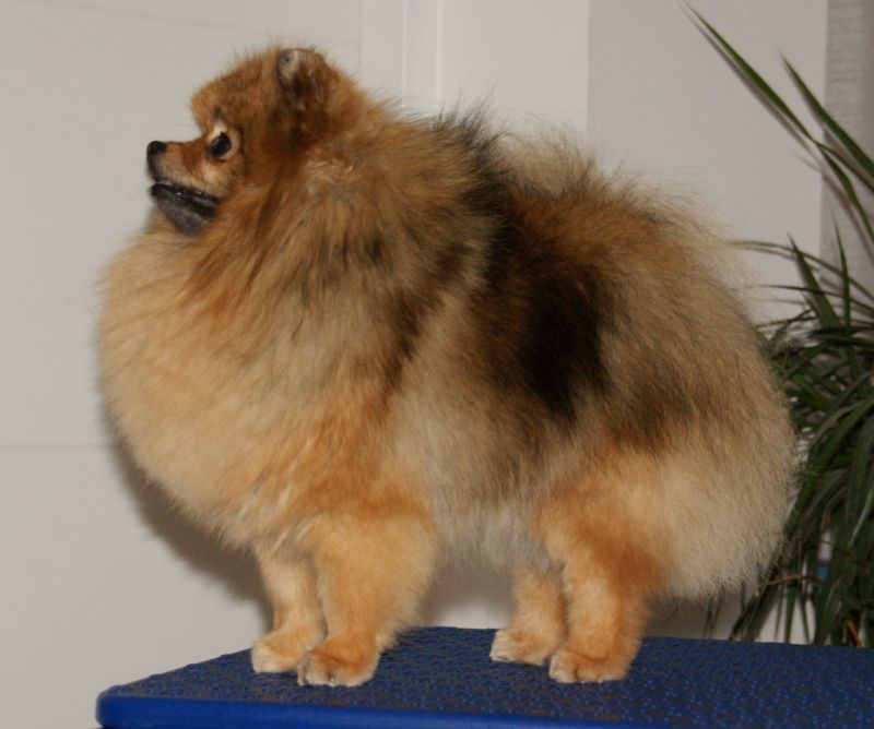 CH. Joliade De la petite moriniere