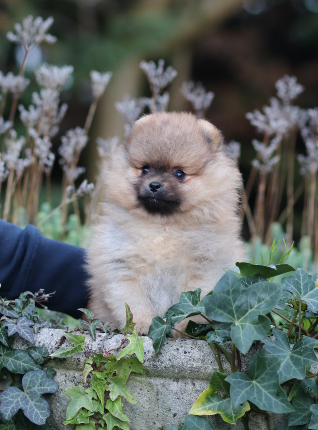 Des Rêves éternels - Chiots disponibles - Spitz allemand