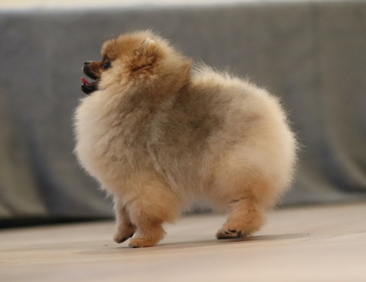 Des Rêves éternels - Chiots disponibles - Spitz allemand