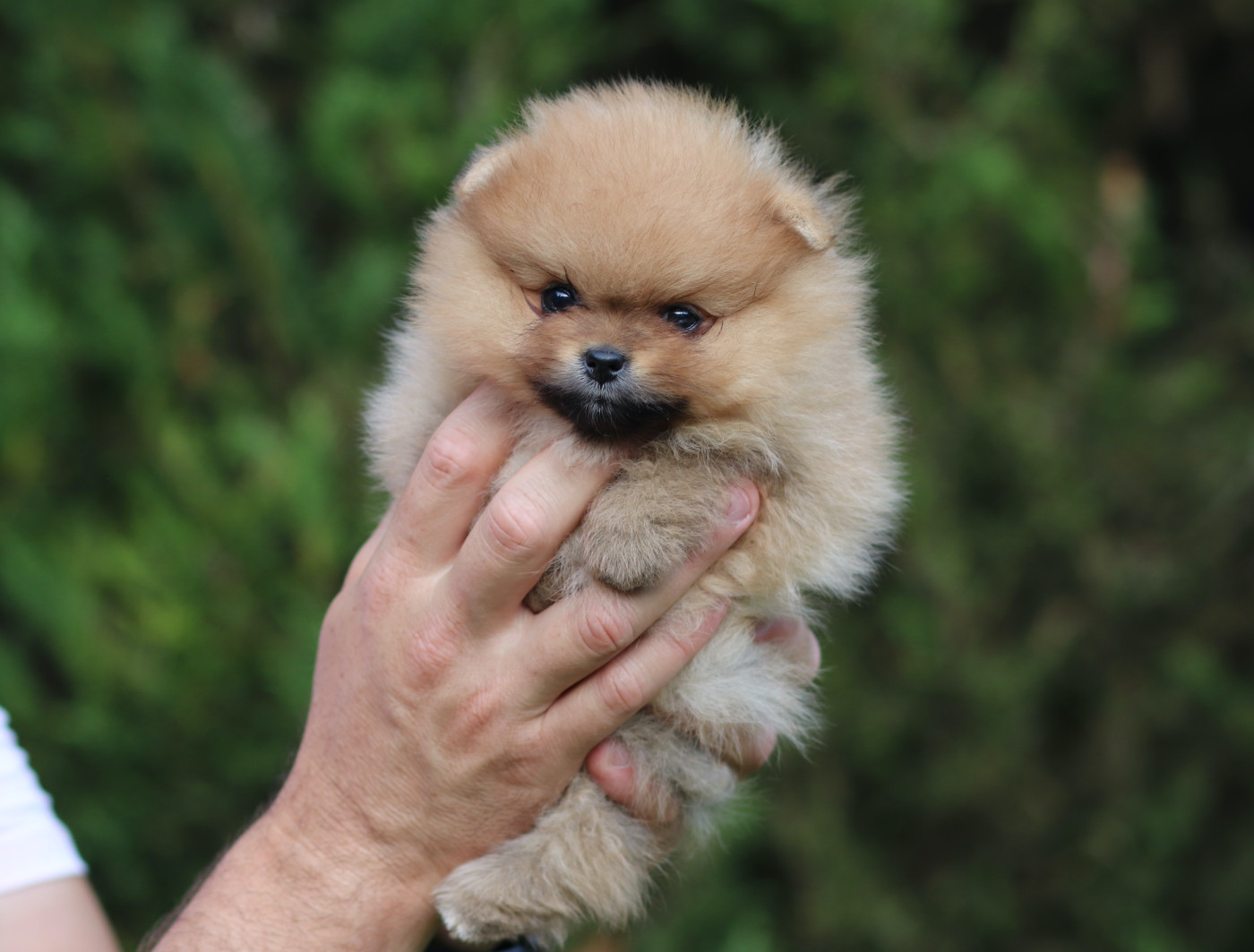 Des Rêves éternels - Chiots disponibles - Spitz allemand