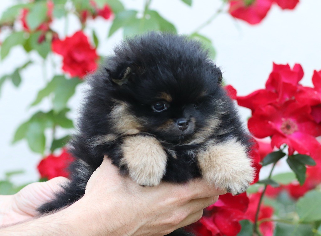 Des Rêves éternels - Chiots disponibles - Spitz allemand