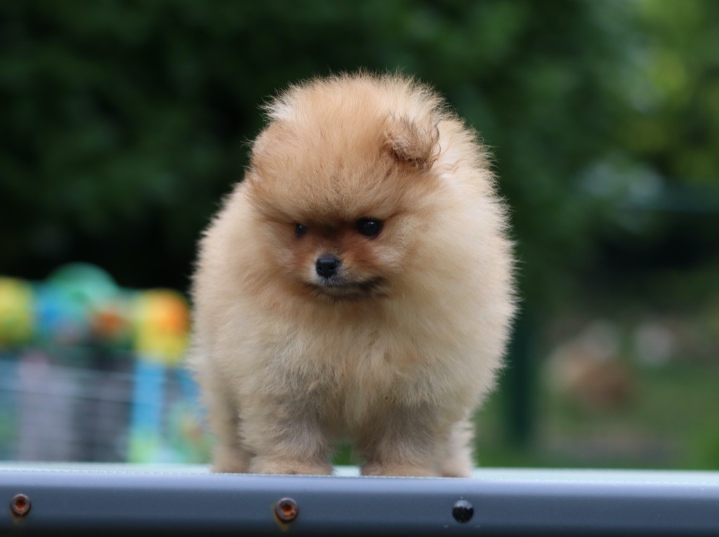 Des Rêves éternels - Chiots disponibles - Spitz allemand